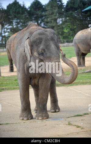 Bedfordshire, Royaume-Uni. 19 septembre 2012. Artiste de l'éléphant prend un pinceau pour l'appréciation de l'éléphant du zoo de Whipsnade ZSL Week-end pachyderme Picasso se prépare à prendre un pinceau et montrer ses talents artistiques à venir de l'appréciation de l'éléphant, week-end Elephantasia. Quatorze ans de l'éléphant d'Asie Karishma sera à l'aide de son tronc pour décorer les éléphants en bois avec des taches de couleur de peinture à l'approche de la fin de semaine - qui sera vital pour la collecte de fonds dans le monde entier la conservation de l'éléphant du Zoo et des projets de recherche. Elephant keeper Elizabeth Becker a déclaré : "Karishma r Banque D'Images