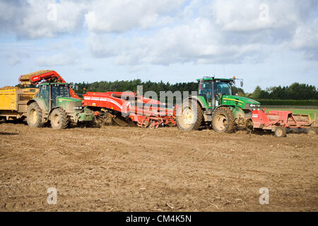 Récolte de pommes de terre à Norfolk, Royaume-Uni. Banque D'Images