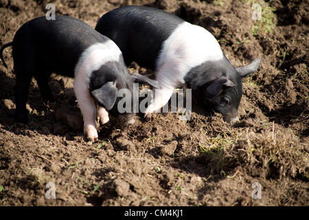 Les Porcelets de saddleback britanniques qui se forment pour la nourriture dans la boue. Un cochon britannique Rare qui est noir et blanc. Banque D'Images