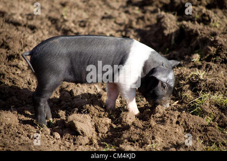 Les Porcelets de saddleback britanniques qui se forment pour la nourriture dans la boue. Un cochon britannique Rare qui est noir et blanc. Banque D'Images