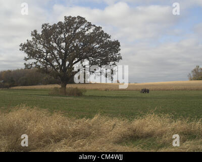 4 octobre 2012 - Northfield, Minnesota, États-Unis - Mains Ouvertes Farm est une ferme familiale biologique en dehors de Northfield, Minnesota, détenu et exploité par Ben Doherty (Massachusetts) et Erin Johnson (Minnesota). Doherty et Johnson a étudié pendant des années dans l'agriculture sur la côte est avant de déménager à Minnesota. Ils la ferme a appartenu pendant sept ans. Au début, les agriculteurs conventionnels prétendaient il y aurait trop de mauvaises herbes, mais après une année, les voisins sont tous venus à dire ''bonjour''. La ferme a 1 1/2 employés. Il vend surtout avec un pad, et d'actionnaires ramasser les légumes ou de choisir leur propre. (Crédit Image : Banque D'Images