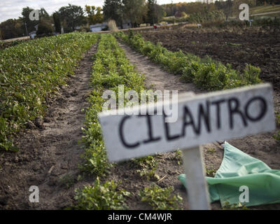 4 octobre 2012 - Northfield, Minnesota, États-Unis - Mains Ouvertes Farm est une ferme familiale biologique en dehors de Northfield, Minnesota, détenu et exploité par Ben Doherty (Massachusetts) et Erin Johnson (Minnesota). Doherty et Johnson a étudié pendant des années dans l'agriculture sur la côte est avant de déménager à Minnesota. Ils la ferme a appartenu pendant sept ans. Au début, les agriculteurs conventionnels prétendaient il y aurait trop de mauvaises herbes, mais après une année, les voisins sont tous venus à dire ''bonjour''. La ferme a 1 1/2 employés. Il vend surtout avec un pad, et d'actionnaires ramasser les légumes ou de choisir leur propre. (Crédit Image : Banque D'Images