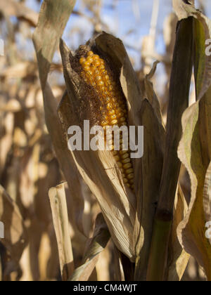 4 octobre 2012 - Northfield, Minnesota, États-Unis - Mains Ouvertes Farm est une ferme familiale biologique en dehors de Northfield, Minnesota, détenu et exploité par Ben Doherty (Massachusetts) et Erin Johnson (Minnesota). Doherty et Johnson a étudié pendant des années dans l'agriculture sur la côte est avant de déménager à Minnesota. Ils la ferme a appartenu pendant sept ans. Au début, les agriculteurs conventionnels prétendaient il y aurait trop de mauvaises herbes, mais après une année, les voisins sont tous venus à dire ''bonjour''. La ferme a 1 1/2 employés. Il vend surtout avec un pad, et d'actionnaires ramasser les légumes ou de choisir leur propre. (Crédit Image : Banque D'Images