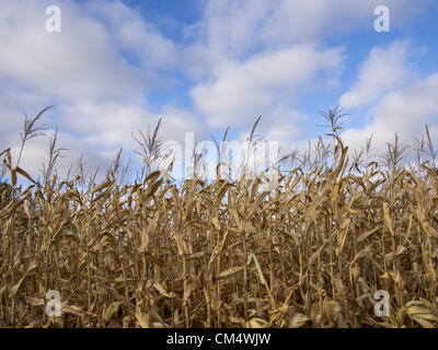 4 octobre 2012 - Northfield, Minnesota, États-Unis - Mains Ouvertes Farm est une ferme familiale biologique en dehors de Northfield, Minnesota, détenu et exploité par Ben Doherty (Massachusetts) et Erin Johnson (Minnesota). Doherty et Johnson a étudié pendant des années dans l'agriculture sur la côte est avant de déménager à Minnesota. Ils la ferme a appartenu pendant sept ans. Au début, les agriculteurs conventionnels prétendaient il y aurait trop de mauvaises herbes, mais après une année, les voisins sont tous venus à dire ''bonjour''. La ferme a 1 1/2 employés. Il vend surtout avec un pad, et d'actionnaires ramasser les légumes ou de choisir leur propre. (Crédit Image : Banque D'Images