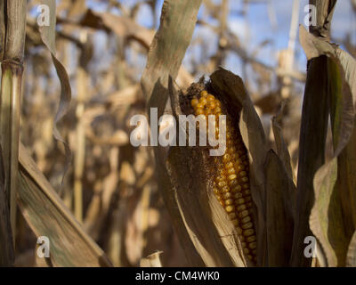 4 octobre 2012 - Northfield, Minnesota, États-Unis - Mains Ouvertes Farm est une ferme familiale biologique en dehors de Northfield, Minnesota, détenu et exploité par Ben Doherty (Massachusetts) et Erin Johnson (Minnesota). Doherty et Johnson a étudié pendant des années dans l'agriculture sur la côte est avant de déménager à Minnesota. Ils la ferme a appartenu pendant sept ans. Au début, les agriculteurs conventionnels prétendaient il y aurait trop de mauvaises herbes, mais après une année, les voisins sont tous venus à dire ''bonjour''. La ferme a 1 1/2 employés. Il vend surtout avec un pad, et d'actionnaires ramasser les légumes ou de choisir leur propre. (Crédit Image : Banque D'Images