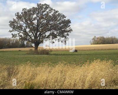 4 octobre 2012 - Northfield, Minnesota, États-Unis - Mains Ouvertes Farm est une ferme familiale biologique en dehors de Northfield, Minnesota, détenu et exploité par Ben Doherty (Massachusetts) et Erin Johnson (Minnesota). Doherty et Johnson a étudié pendant des années dans l'agriculture sur la côte est avant de déménager à Minnesota. Ils la ferme a appartenu pendant sept ans. Au début, les agriculteurs conventionnels prétendaient il y aurait trop de mauvaises herbes, mais après une année, les voisins sont tous venus à dire ''bonjour''. La ferme a 1 1/2 employés. Il vend surtout avec un pad, et d'actionnaires ramasser les légumes ou de choisir leur propre. (Crédit Image : Banque D'Images