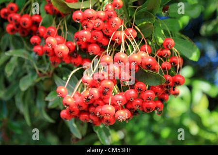 Couleurs rouge lumineux de fleurs colorées au soleil comme l'automne arrive au Royaume-Uni. Surrey England UK. Banque D'Images