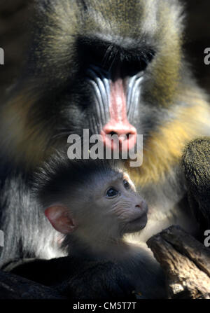 Un jeune bébé mandrill (Mandrillus sphinx) est vu dans le Zoo Usti nad Labem, République tchèque, le jeudi 11 octobre, 2012. Banque D'Images