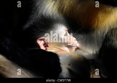 Un jeune bébé mandrill (Mandrillus sphinx) est vu dans le Zoo Usti nad Labem, République tchèque, le jeudi 11 octobre, 2012. Banque D'Images