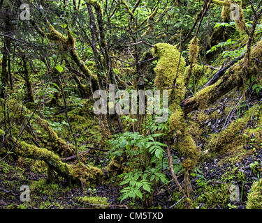 Le 5 juillet 2012 - Arrondissement de Juneau, Alaska, États-Unis - un paysage d'arbres couverts de lichen et de mousse le long de l'oeTrail « d'époque dans le Glacier de Mendenhall Zone de loisirs de la forêt nationale de Tongass. Sur le sentier vous passez par les changements dans le paysage et la végétation de la forêt pluviale tempérée qui correspondent à la longueur du temps écoulé depuis le 2800 m (plus de 9000 pieds) retrait du glacier depuis 1910. (Crédit Image : © Arnold Drapkin/ZUMAPRESS.com) Banque D'Images