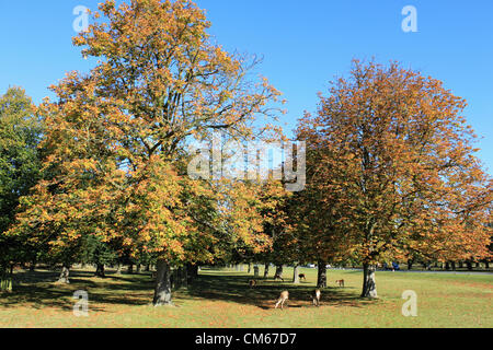 14 octobre 2012. Bushy Park, SW London, Royaume-Uni. Cerfs sous les marronniers d'sur Chestnut Avenue à Bushy Park sur glorieux matin d'automne. Banque D'Images