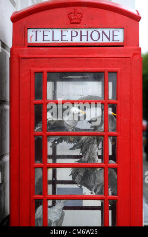 Une cabine téléphonique qui a été rempli avec les mouettes est bruit à Worthing Banque D'Images