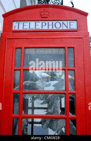 Une cabine téléphonique qui a été rempli avec les mouettes est bruit à Worthing Banque D'Images