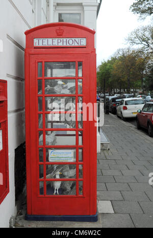 Une cabine téléphonique qui a été rempli avec les mouettes est bruit à Worthing Banque D'Images