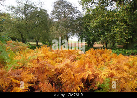 Parc Ampthill, lits, UK. 20 octobre 2012. Bedfordshire, Royaume-Uni - Couleurs d'automne dans et autour du parc Ampthill, Bedfordshire, Royaume-Uni. 20 octobre 2012 Photo par Keith Mayhew/ Alamy Live News Banque D'Images