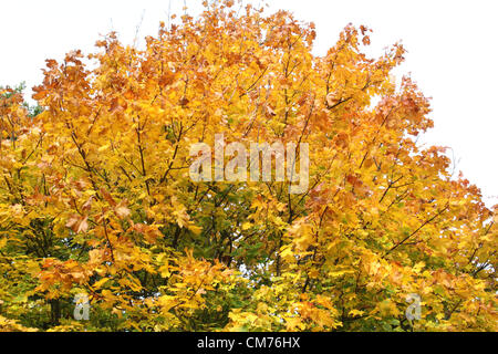 Parc Ampthill, lits, UK. 20 octobre 2012. Bedfordshire, Royaume-Uni - Couleurs d'automne dans et autour du parc Ampthill, Bedfordshire, Royaume-Uni. 20 octobre 2012 Photo par Keith Mayhew/ Alamy Live News Banque D'Images