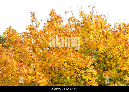 Parc Ampthill, lits, UK. 20 octobre 2012. Bedfordshire, Royaume-Uni - Couleurs d'automne dans et autour du parc Ampthill, Bedfordshire, Royaume-Uni. 20 octobre 2012 Photo par Keith Mayhew/ Alamy Live News Banque D'Images