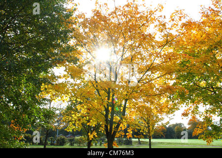 Parc Ampthill, lits, UK. 20 octobre 2012. Bedfordshire, Royaume-Uni - Couleurs d'automne dans et autour du parc Ampthill, Bedfordshire, Royaume-Uni. 20 octobre 2012 Photo par Keith Mayhew/ Alamy Live News Banque D'Images