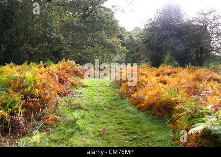 Parc Ampthill, lits, UK. 20 octobre 2012. Bedfordshire, Royaume-Uni - Couleurs d'automne dans et autour du parc Ampthill, Bedfordshire, Royaume-Uni. 20 octobre 2012 Photo par Keith Mayhew/ Alamy Live News Banque D'Images