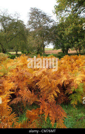 Parc Ampthill, lits, UK. 20 octobre 2012. Bedfordshire, Royaume-Uni - Couleurs d'automne dans et autour du parc Ampthill, Bedfordshire, Royaume-Uni. 20 octobre 2012 Photo par Keith Mayhew/ Alamy Live News Banque D'Images