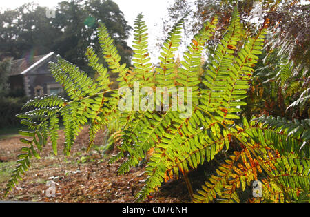 Parc Ampthill, lits, UK. 20 octobre 2012. Bedfordshire, Royaume-Uni - Couleurs d'automne dans et autour du parc Ampthill, Bedfordshire, Royaume-Uni. 20 octobre 2012 Photo par Keith Mayhew/ Alamy Live News Banque D'Images