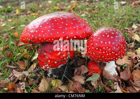 Parc Ampthill, lits, UK. 20 octobre 2012. Bedfordshire, Royaume-Uni - Toon'poisionous Fly funghi trouvés au milieu des couleurs de l'automne dans et autour du parc Ampthill, Bedfordshire, Royaume-Uni. 20 octobre 2012 Photo par Keith Mayhew/ Alamy Live News Banque D'Images