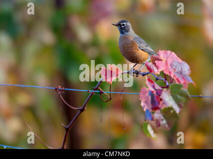 23 octobre 2012 - Roseburg, Oregon, États-Unis - un merle d'Amérique ils glanent des raisins d'un vignoble dans les couleurs de l'automne à la campagne près de Roseburg. La zone située à proximité de Roseburg dans le sud-ouest de l'Oregon est une région viticole très productive. Banque D'Images