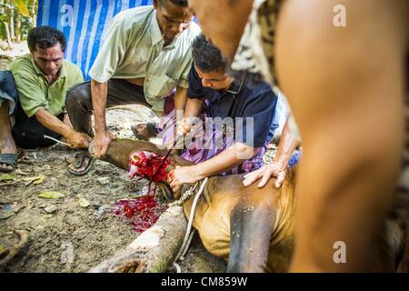 26 octobre 2012 - Pulasaiz, Narathiwat, Thaïlande - Thai hommes musulmans tuer un jeune taureau au cours de l'Eid al-Adha sacrifice dans le village Pulasaiz, dans la province de Narathiwat, Thaïlande. La vache sacrifiée est découpée et divisé en 7 portions. La viande est partagée avec les familles des mesures moins rigoureuses, les veuves et les orphelins. C'est le seul jour de l'année que certaines personnes dans la communauté obtenez de manger du boeuf (dans les communautés musulmanes en Thaïlande, les vaches sont généralement sacrifiés. Dans d'autres pays musulmans c'est souvent les moutons.) © ZUMA Press, Inc. / Alamy Banque D'Images