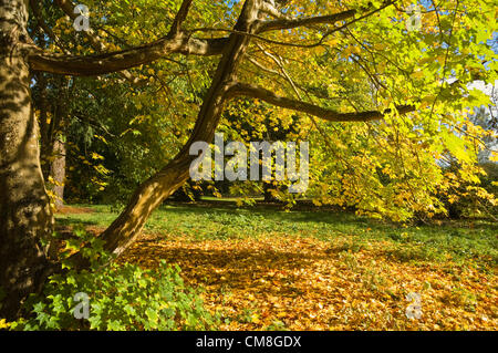 27 octobre 2012 UK Batsford Arboretum Automne Couleur. Les feuilles jaune soleil lumineux de l'érable Acer Cappadocicum caucasienne ( ) à Batsford, nr Moreton in Marsh, Gloucestershire. Banque D'Images