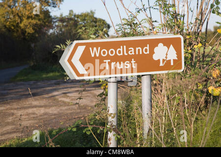 Suffolk, UK. 30 octobre 2012, la Commission forestière a confirmé la présence de chalarose du frêne ; la maladie causée par le champignon chalara fraxinea ; à plusieurs endroits dans le Suffolk après il a été signalé dans les pays matures et de forêts anciennes à la ferme ; Great Glemham Livre, Suffolk, Angleterre la semaine dernière. Banque D'Images