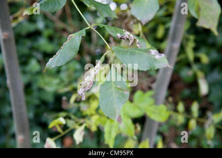 Suffolk, UK. 31 octobre 2012. Le grand public a été demandé de signaler les cas présumés de chalarose du frêne les maladies causées par la chalera fraxinea champignon. Les symptômes incluent le flétrissement des feuilles et laisse mourir marron. Cette photo prise le 31 octobre 2012 dans le Suffolk, où il y a eu des cas confirmés de chalarose du frêne, illustre la difficulté à distinguer avec un oeil non formé entre les changements d'automne et ce qui pourrait être un arbre malade. Banque D'Images