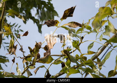 Suffolk, UK. 31 octobre 2012. Le grand public a été demandé de signaler les cas présumés de chalarose du frêne les maladies causées par la chalera fraxinea champignon. Les symptômes incluent le flétrissement des feuilles et laisse mourir marron. Cette photo prise le 31 octobre 2012 dans le Suffolk, où il y a eu des cas confirmés de chalarose du frêne, illustre la difficulté à distinguer avec un oeil non formé entre les changements d'automne et ce qui pourrait être un arbre malade. Banque D'Images