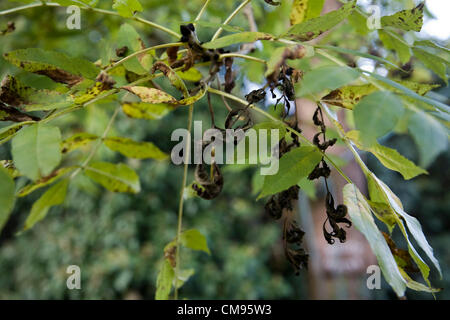 Le grand public a été demandé de signaler les cas présumés de chalarose du frêne les maladies causées par la chalera fraxinea champignon. Les symptômes incluent le flétrissement des feuilles et laisse mourir marron. Cette photo prise le 31 octobre 2012 dans le Suffolk, où il y a eu des cas confirmés de chalarose du frêne, illustre la difficulté à distinguer avec un oeil non formé entre les changements d'automne et ce qui pourrait être un arbre malade. Banque D'Images