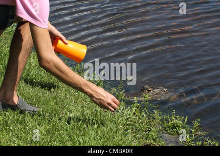 27 juin 20121 - un petit alligator près de maisons de location en Floride. À la suite de l'actualité l'histoire d'un alligator être tué dans le Mississippi après il Banque D'Images