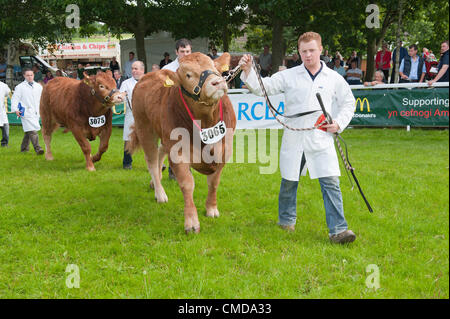 23 juillet 2012. Llanelwedd, Pays de Galles, Royaume-Uni. Gagnant, C V & E M Lewis & Sons, de race Limousin class, bull né sur ou entre le 1er avril 2011 et le 31 mai 2011. Le jugement commence le premier jour du Royal Welsh Show agricole. Crédit photo : Graham M. Lawrence/Alamy Live News. Banque D'Images