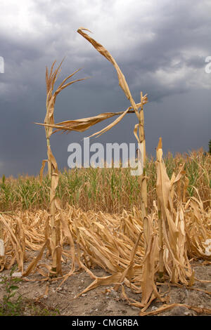 New York, USA. 7 Août, 2012. Des tiges de maïs séché se situent dans un champ dans Sarpy Comté, Nebraska, USA, comme un nuage d'orage se profile à l'arrière-plan. La région n'a eu qu'un quart de pouce (moins d'un centimètre) de pluie depuis la mi-juin. Cette tempête n'a transporté environ 10e de pouce (3 mm) de pluie, ce qui est beaucoup trop peu et bien trop tard pour ce champ. Banque D'Images