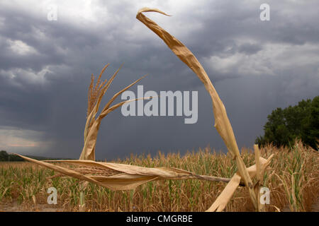 New York, USA. 7 Août, 2012. Des tiges de maïs séché se situent dans un champ dans Sarpy Comté, Nebraska, USA, comme un nuage d'orage se profile à l'arrière-plan. La région n'a eu qu'un quart de pouce (moins d'un centimètre) de pluie depuis la mi-juin. Cette tempête n'a transporté environ 10e de pouce (3 mm) de pluie, ce qui est beaucoup trop peu et bien trop tard pour ce champ. Banque D'Images