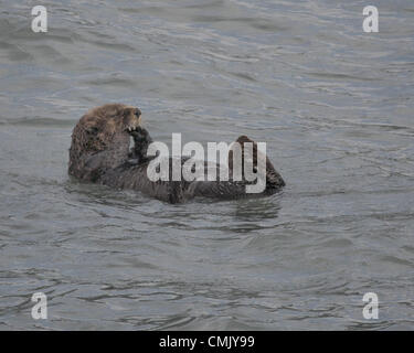 1 juillet 2012 - L'Alaska, États-Unis - une loutre de mer (Enhydra lutris) en Alaskaâ€™Kenai Fjords National Park Resurrection Bay. Le plus grand membre de la famille de la belette et le plus petit mammifère marin, quatre-vingt-dix pour cent de la loutre de mer vivent dans la côte de l'Alaska où ses effectifs ont baissé au cours des 20 dernières années et elles restent classés comme une espèce en voie de disparition. (Crédit Image : © Arnold Drapkin/ZUMAPRESS.com) Banque D'Images