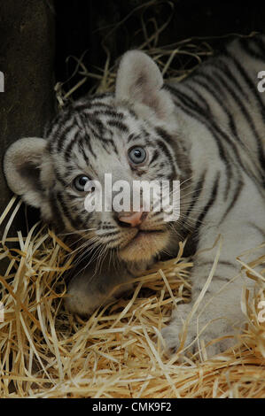 22 août 2012. Trois oursons d'un blanc très rare tigre de l'Inde, né le 1 juillet 2012 dans zoo de Liberec, République tchèque, ont été vaccinés, pesés et obtenu de jetons pendant un examen vétérinaire le 22 août 2012. Deux d'entre eux sont des hommes, l'un est féminin (vu sur la photo), le vétérinaire l'a découvert. La femelle cub pèse environ 6,3 kg, les mâles pèsent environ 6,9 kg chacun. (Photo/CTK Radek Petrasek). Photo : CTK / Alamy Live News Banque D'Images