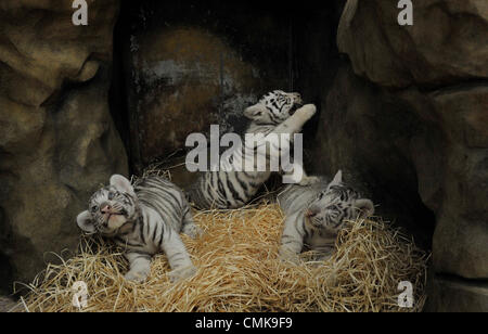 22 août 2012. Trois oursons d'un blanc très rare tigre de l'Inde, né le 1 juillet 2012 dans zoo de Liberec, République tchèque, ont été vaccinés, pesés et obtenu de jetons pendant un examen vétérinaire le 22 août 2012. Deux d'entre eux sont des hommes, l'un est féminin (vu sur la photo), le vétérinaire l'a découvert. La femelle cub pèse environ 6,3 kg, les mâles pèsent environ 6,9 kg chacun. (Photo/CTK Radek Petrasek). Photo : CTK / Alamy Live News Banque D'Images