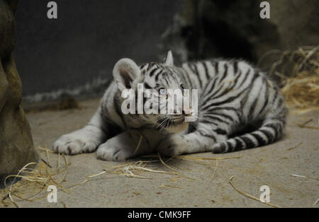 22 août 2012. Trois oursons d'un blanc très rare tigre de l'Inde, né le 1 juillet 2012 dans zoo de Liberec, République tchèque, ont été vaccinés, pesés et obtenu de jetons pendant un examen vétérinaire le 22 août 2012. Deux d'entre eux sont des hommes, l'un est féminin (vu sur la photo), le vétérinaire l'a découvert. La femelle cub pèse environ 6,3 kg, les mâles pèsent environ 6,9 kg chacun. (Photo/CTK Radek Petrasek). Photo : CTK / Alamy Live News Banque D'Images