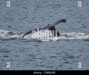 1 juillet 2012 - L'Alaska, États-Unis - une baleine à bosse (Megaptera novaeangliae) dans Résurrection Bay dans le Parc National de Kenai Fjords de l'Alaska jusqu'à la nageoire caudale--se soulève sa queue hors de l'eau--qu'il commence sa plongée. Les baleines sont identifiés par le marquage sur la face inférieure de la douve. Deuxième d'une série de six. (Crédit Image : © Arnold Drapkin/ZUMAPRESS.com) Banque D'Images