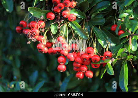 Epsom, Surrey, Angleterre, Royaume-Uni. 2 novembre 2013. Le soleil du matin brille sur les baies rouge vif d'un pyracantha bush comme l'automne prend une emprise sur le Sud de la Grande-Bretagne. D'une récolte exceptionnelle de fruits a été vu cet automne à cause de cette météo années créant des conditions idéales pour leur croissance. Les températures sont également très doux pour la période de l'année atteignant un maximum de 14 degrés aujourd'hui. Credit : Jubilé Images/Alamy Live News Banque D'Images