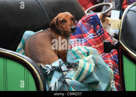 Un chien de compagnie passager sur la banquette arrière du véhicule en tant que participants dans le Royal Automobile Club's London to Brighton Veteran Rallye automobile assemblage à Regent Street à la veille de l'événement. Banque D'Images