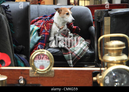 Un chien de compagnie passager sur la banquette arrière du véhicule en tant que participants dans le Royal Automobile Club's London to Brighton Veteran Rallye automobile assemblage à Regent Street à la veille de l'événement. Banque D'Images