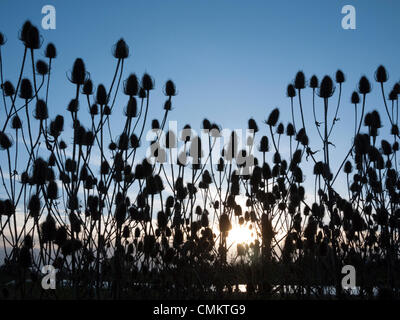 De plus, España. 29Th sep 2013. Chardons sont découpé sur le coucher de soleil sur les banques à plus d'inondations dans le Cambridgeshire UK 3 novembre 2013. C'était un jour venteux mais ensoleillé avec des averses occasionnelles, dramatique sous le ciel grand ouvert Fen. Julian crédit Eales/Alamy Live News Banque D'Images