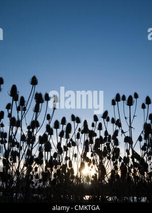 De plus, España. 29Th sep 2013. Chardons sont découpé sur le coucher de soleil sur les banques à plus d'inondations dans le Cambridgeshire UK 3 novembre 2013. C'était un jour venteux mais ensoleillé avec des averses occasionnelles, dramatique sous le ciel grand ouvert Fen. Julian crédit Eales/Alamy Live News Banque D'Images