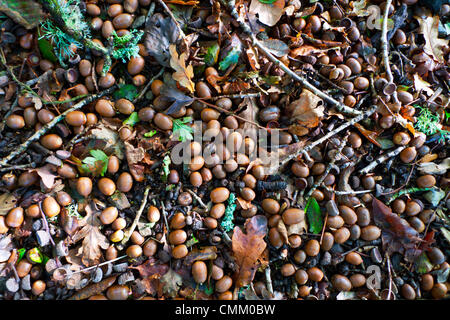 Carmarthenshire, Pays de Galles, Royaume-Uni. 4e novembre 2013. Une abondance de glands de chêne arbre tombé sur une piste dans des bouviers l'automne sur un lumineux froid matin de novembre. Kathy deWitt/Alamy Live News. Banque D'Images