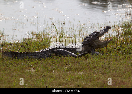 Indian voyou, marsh crocodile, bouche ouverte, Yala Banque D'Images