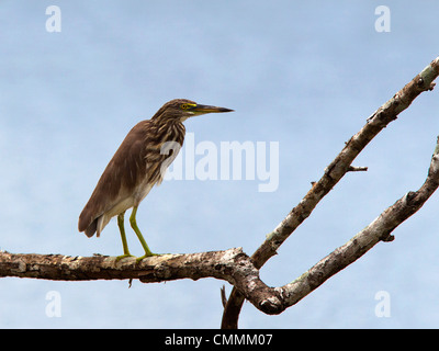 Indian Pond heron, perché, Yala Banque D'Images